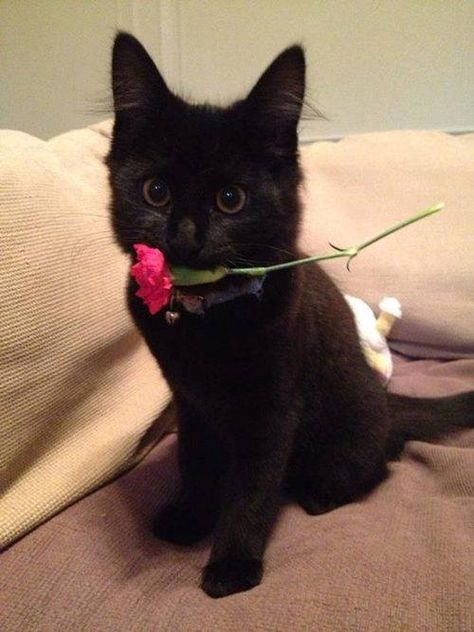 Black Kitties, Cat Obsession, Funny Cat Photos, Cats Black, Cat Flowers, A Black Cat, Cute Cats And Kittens, I Love Cats, Silly Cats