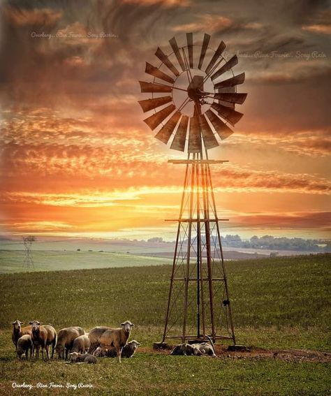 Australian Prints, Karoo Landscape, Windmills Photography, Countryside Photos, Farm Windmill, Indigenous History, Farmhouse Printables, Mini Barn, Australian Painting