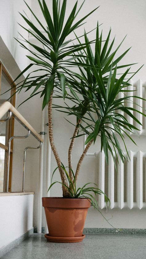 Interior Palm Tree, Yuca Plant Indoor, Chinese Fan Palm Indoor, Lady Palm Plant, Palm Tree House Plant, Yukka Plant Indoor, Yucca Plant Landscaping, Palm Tree Indoor Plant, Yucca Garden