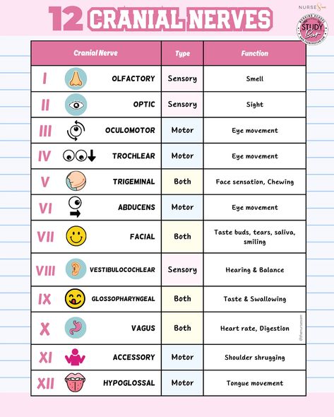 ATTN NURSING STUDENTS! Do you know all 12 Cranial Nerves AND their types and functions? 🧠 I STRONGLY suggest reviewing this chart before you start nursing school (& definitely before Health Assessment) to make it easier when learning how to assess those cranial nerves! What mnemonic did you use to help you remember the 12 cranial nerves? 👀 I’ll share mine in the comments! Double tap & be sure to save for later! #cranialnerves #nursingschool #anatomynotes #visuallearner #studytips #nursin... Htn Meds Nursing Students, Mnemonic For Cranial Nerves, Cranial Nerves Notes, Cranial Nerves Nursing, Cranial Nerves Assessment, Nursing Process Concept Map, Cranial Nerve Assessment, Medical Mnemonics Anatomy, Cranial Nerves Mnemonic Cheat Sheets