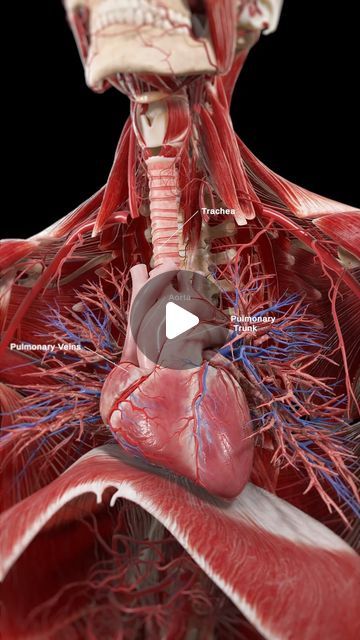 Human Body Organs Anatomy, Body Anatomy Organs, Human Anatomy Chart, Human Anatomy Model, Anatomy Heart, Human Heart Anatomy, Anatomy Organs, Human Physiology, Human Body Organs