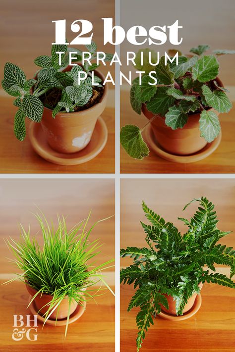 No matter what time of year it is, use our favorite selection of terrarium plants to help create your own thriving mini container garden. #terrariumplants #minicontainergarden #indoorplants #bestplantsforterrariums #bhg Plant Ideas Indoor, Best Terrarium Plants, Indoor Plant Ideas, Closed Terrarium Plants, Indoor Plants Decor, Mini Container, Build A Terrarium, Indoor Plants Styling, Diy Succulent Terrarium