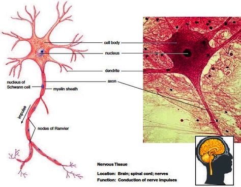 Nervous Tissue Notes, Nervous Tissue, Nursing Study Tips, Medical Assistant Student, Cells Project, Integumentary System, Basic Anatomy And Physiology, Biology Facts, Happiness Journal