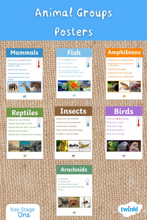 Use this comprehensive set of animal posters, complete with beautiful, real-life photographs, to help your children with animal classification. Perfect for classroom displays, as a discussion prompt or to support a sorting animals activity. Each poster includes a description and three different images of the following groups of animals (including whether they are cold-blooded or warm-blooded): mammals, amphibians, reptiles, fish, birds, insects, crustaceans, annelids, molluscs and arachnids. Young Ones Of Animals, Animals Classification, Classifying Animals, Groups Of Animals, Animal Traits, Science Board, Different Types Of Animals, Discussion Prompts, English Stories For Kids