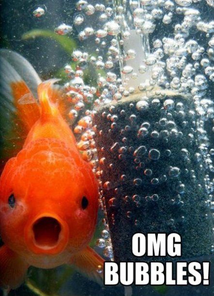 Goldfish MEME Have A Laugh, Laughter Is The Best Medicine, Makes Me Laugh, Too Funny, Animal Memes, Goldfish, Bones Funny, To Laugh, Ha Ha