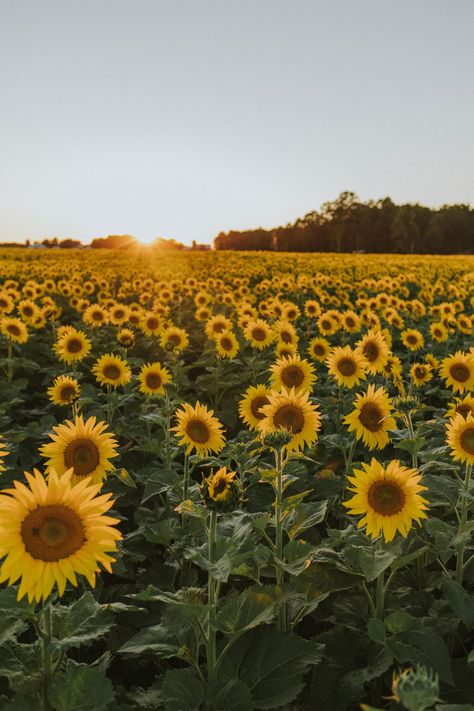 In the sunflowers — Selective Potential Flower Identification, Sunflower Pictures, Sunflower Garden, Sunflower Wallpaper, Nothing But Flowers, Mia 3, Flower Therapy, Sunflower Fields, Flower Field