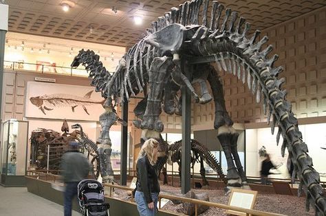 Peabody Museum of Natural History in New Haven, Connecticut Best Family Vacation Destinations, Peabody Museum, Go Usa, New Haven Connecticut, New Haven Ct, Kid Friendly Activities, Best Family Vacations, Family Vacation Destinations, Museum Of Natural History