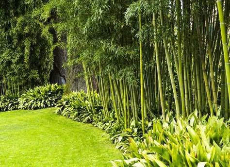 Bamboo is an invasive landscaping plant but if you are smart about choosing the variety or you plant it in containers, it can be a beautiful addition to the backyard Privacy Landscaping Backyard, Backyard Privacy Screen, Privacy Fence Landscaping, Bamboo Landscape, Bamboo Trees, Privacy Trees, Backyard Trees, Privacy Plants, Landscaping Trees