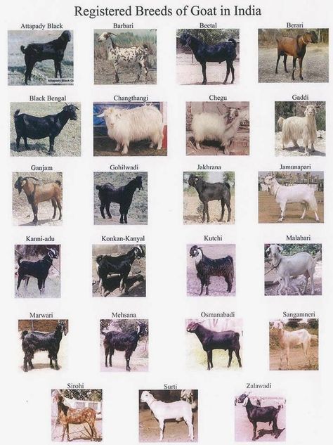 Goat breeds Goat Oc, Troll Oc, Indian Goat, Types Of Goats, Sofa Cumbed Design, Goat Breeds, Goth Bunny, Farming Tools, Sheep And Goat