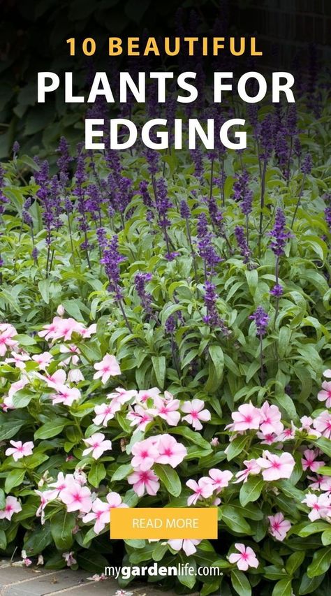 Looking for the best plants for edging your garden and walkways? Check out our list of 10 beautiful edging plants that will enhance your landscape. Perfect for creating neat borders around your lawn, trees, driveways, and rocks. These plants offer excellent garden edging ideas to keep your yard looking immaculate. Find more landscape edging ideas and garden edging inspiration at Mygardenlife.com. Landscaping Edge Of Woods, Natural Landscape Edging, Flower Bed Edging Ideas Garden Borders, Garden Border Ideas Plants, Driveway Planting Ideas, Plants For Borders, Landscaping Edging Ideas, Garden Edge Ideas, Border Planting Ideas