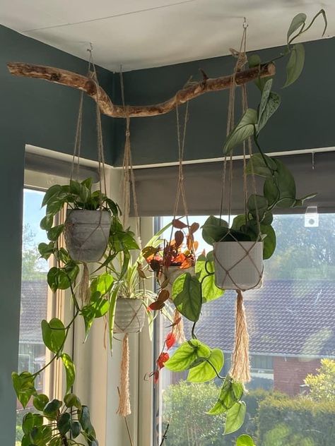 Hanging Plants In Room Aesthetic, Simple Plant Decor, Grow Light Plant Set Up, Plants In Macrame Hangers, Hanging Bar For Plants, Plant Shelf Over Door, Hanging Plants In Corner, Plants Over Mirror, Hanging Plant Trellis