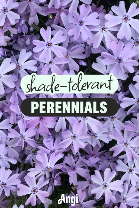 Shade-tolerant perennials on a background of purple phlox Half Shade Half Sun Garden, Part Shade Perennial Garden Plan, Shade Loving Flowers Perennials, Shaded Flower Beds, Shade Flower Garden, Shade Plants Perennial, Layering Plants, Perenial Flowers, Partial Shade Perennials