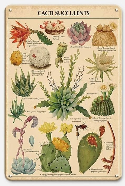 Plant Posters, British Wild Flowers, Tropical Bedroom, Cactus Poster, Vintage Cactus, Cactus Illustration, Wall Decor Hanging, Succulent Wall Art, Cactus Wall