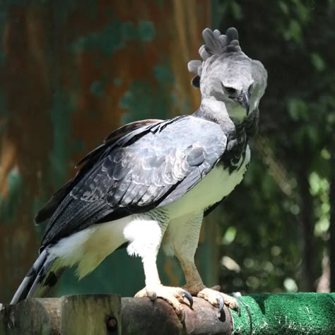 Harpy eagle guide: where these strange but iconic eagles live, how they hunt and why they are called harpy - Discover Wildlife Harpy Bird, Eagle Facts, Toon Boom, Haliaeetus Leucocephalus, Harpy Eagle, Random Animals, Backyard Chicken Farming, Tropical Animals, Animal Icon