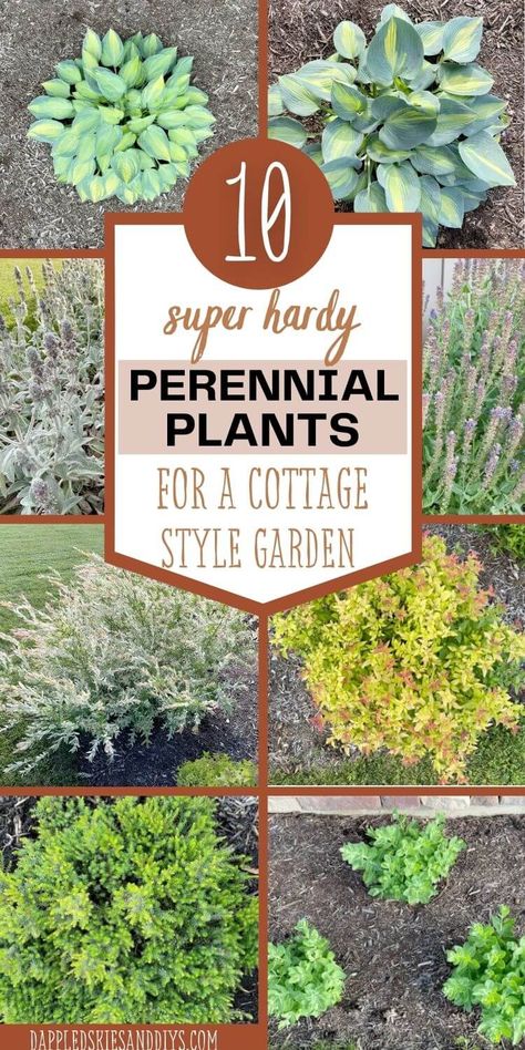 Low Maintenance Plants Outdoor, Perennial Cottage Garden, Plants For Clay Soil, Low Maintenance Perennials, Perennials Low Maintenance, Cottage Style Garden, Licorice Plant, Heather Plant, Flowering Perennials