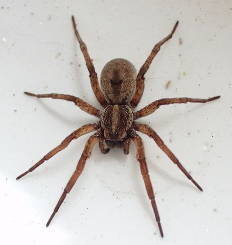 Wolf Spider Spider Killer, Dangerous Spiders, Spider Fact, Recluse Spider, Spider Pictures, Carolina Do Norte, Spider Species, Types Of Spiders, Get Rid Of Spiders