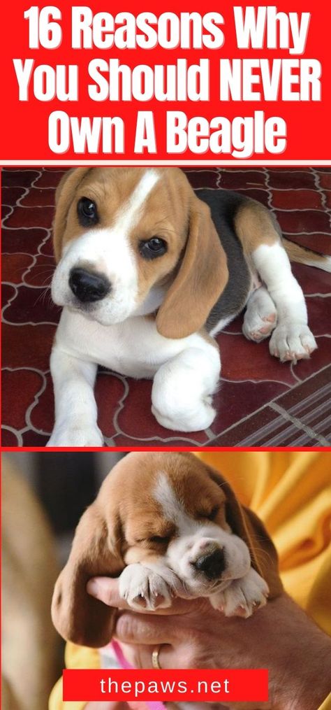 If you are planning to adopt a puppy, get any breed EXCEPT Beagles. Here are 16 reasons why you should never own such creatures. Beagle Mixed Breeds, Beagle Dog Full Grown, Cheagle Dog, Begal Puppies, Begal Dogs, Beagle Puppy Names, Cute Beagle Puppies, Beagles Puppy, Types Of Beagles