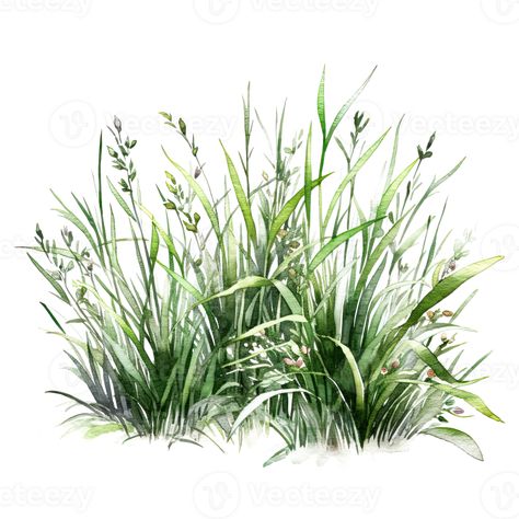 Grass Illustration, Grass Painting, Watercolor Green, Grass Flower, Watercolor Plants, Plant Painting, Landscape Plans, Watercolor Trees, Plant Illustration