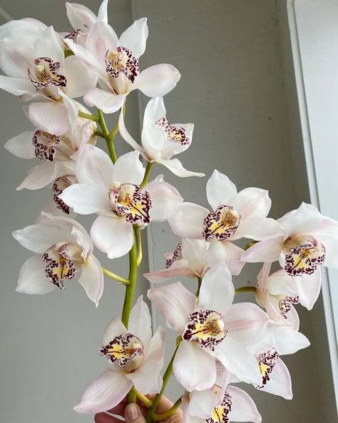 White Cymbidium Orchids, Flower List, Cymbidium Orchid, List Of Flowers, Favourite Flowers, Cake Inspo, Cymbidium Orchids, Floral Inspiration, Seasonal Flowers