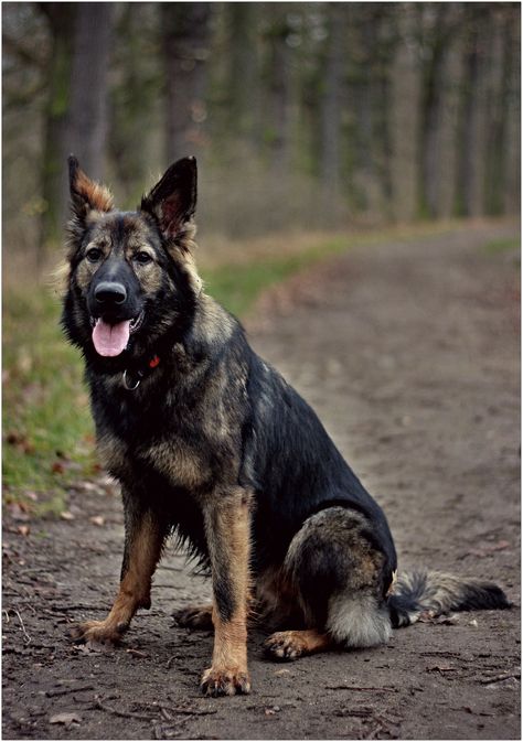 West German Working Line German Shepherd: 8 Point Guide Working Line German Shepherd, Rottweiler Temperament, German Shepherd Colors, Types Of German Shepherd, Rottweiler Facts, Long Haired German Shepherd, German Dog Breeds, Dog Types, German Pinscher