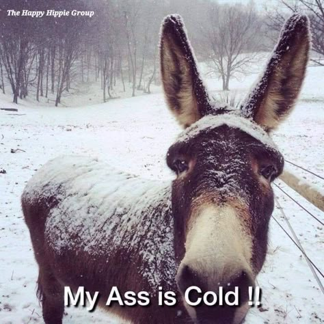 Funny Girl Meme, Cold Humor, Cold Weather Funny, Winter Humor, Cute Donkey, Funny Memes About Girls, A Donkey, Girl Memes, Funny Girl