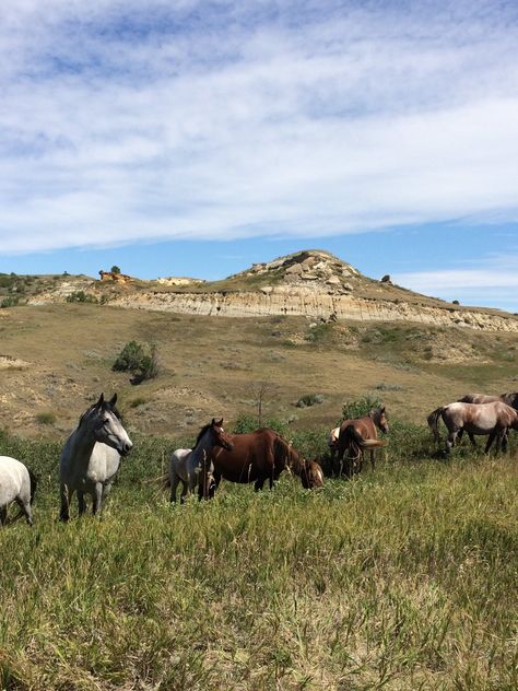 Ranch Wife, Roosevelt National Park, Theodore Roosevelt National Park, American States, Blue Roan, Wild Mustangs, Horse Ranch, Theodore Roosevelt, Ranch Life