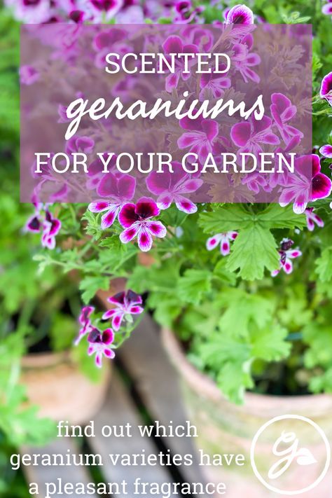 Try some of the hundreds of types of scented geraniums as container plants, house plants, and in hot climates, as perennials. Scented Geraniums Plants, Herbal Tea Garden, Geranium Plant, Plants House, Scent Garden, Tea Gardens, Scented Geranium, Inside Garden, Garden Bugs