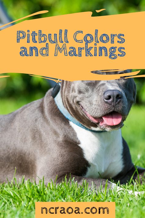 Learn about the variations in colors and markings with pitbull dogs. Pit Bull Aesthetic, Merle Pitbull Puppies, Blue Brindle Pitbull, Tricolor Pitbull, Mandala Hand Tattoo For Women, Blue Fawn Pitbull, Red Pitbull, Pitbull Colors, Mandala Hand Tattoo