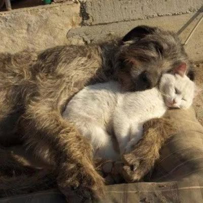 Content in a Cottage: Darling Pair Good Night Everyone, Best Buddies, Animals Photos, Sea World, Animal Love, Love Animals, Beautiful Creatures, Cats Dogs, Dogs Cats