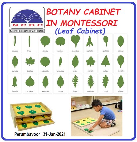 The Botany Cabinet, or the Leaf cabinet as it is sometimes known, is a Montessori sensorial material that provides children with an. introduction to the world of botany. #botonycabinet #leafcabinet #ncdc #montessori #preprimary #ttc #teachertraining #onlineclasses #onlinetraining Leaf Cabinet Montessori, Montessori Apparatus, Montessori Botany, Montessori Culture, Cabinet Cards, Maria Montessori, Cabinet Card, Primary Classroom, Forest School