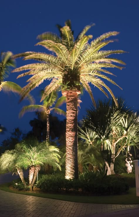 Landscape Lighting Palm Beach Palm Tree Landscaping, Palm Trees Garden, Palm Tree Lights, Tree Landscaping, Trees Landscaping, Palm Trees Landscaping, Palm Tree Decorations, Lighting Exterior, Florida Landscaping