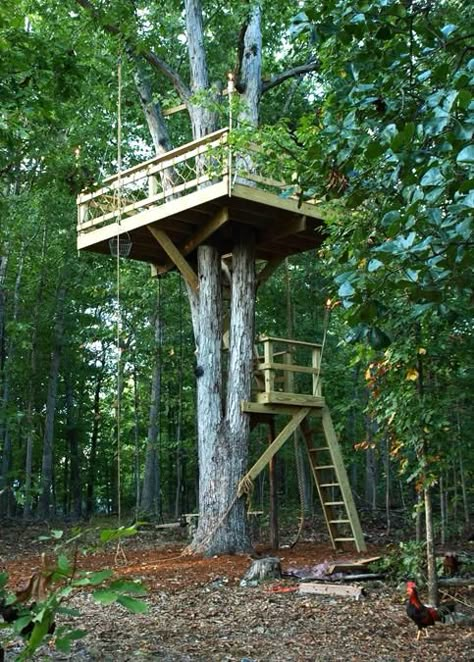 30 Tree Perch and Lookout Deck Ideas Adding Fun DIY Structures to Backyard Designs Tree House Deck, Tree Forts, Tree House Ideas, Tree Deck, Treehouse Ideas, Tree House Plans, Backyard Trees, Tree Fort, Tree House Diy