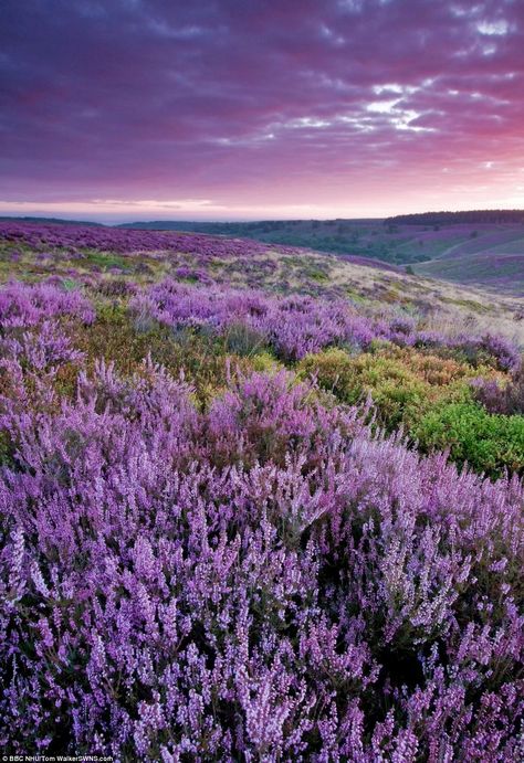 Picture of heather and purple sky shot at dawn for third episode on the British summer Lovely Background, Purple Shades, Change Picture, Purple Sky, Lavender Fields, The Hills, Kingfisher, Purple Aesthetic, Drawing Tips