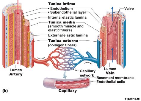 Artery and Vein DIAGRAM Physiology Study Tips, Blood Vessels Anatomy, Arteries Anatomy, Basement Membrane, Basic Anatomy And Physiology, Arteries And Veins, Human Body Anatomy, Poor Circulation, Medical School Studying