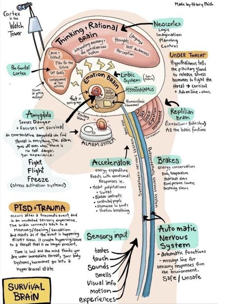 Nervus Vagus, Psychology Notes, Mental Health Activities, Emotional Response, Brain Facts, Mental Health Facts, School Social Work, The Human Brain, Mental Health Counseling