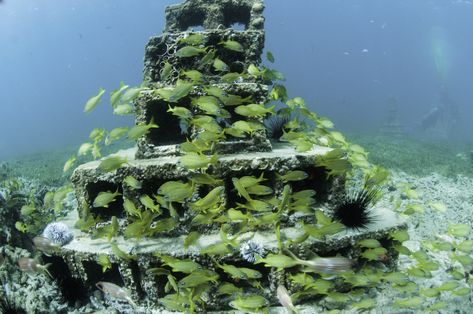 Pond Habitat, Regenerative Design, Underwater Environment, Texas Gulf Coast, Artificial Reef, Fantasy City Map, Breeze Blocks, Ocean Reef, Dive Shop