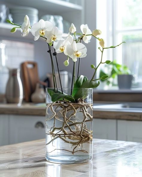 Most folks do this wrong. The right way to grow orchids in water successfully Diy Orchids, Water Plants Indoor, Grow Orchids, Repotting Orchids, Orchids In Water, Indoor Orchids, Orchid Plant Care, Orchid House, Orchid Flower Arrangements