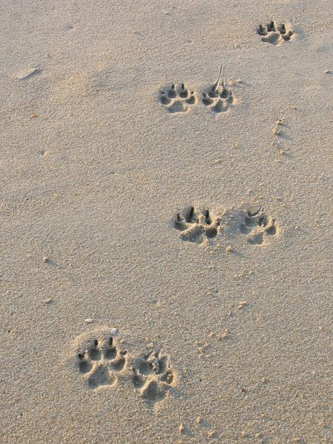 Beach With Dog Pictures, Dog On Beach Aesthetic, Neutral Dog Aesthetic, Dogs Vision Board, Beach Dog Aesthetic, Dog Beach Pictures, Dog In Beach, Dog Pictures Aesthetic, Paw Aesthetic