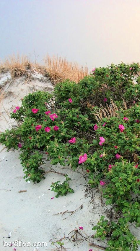 spend more time near the ocean this year. we live so close I take it for granted, and yet it is where my soul feels fed. get to the beach MORE! Buttercup Dress, Beach Environment, Bloom Perfume, Beach Roses, Roses Growing, Beach Rose, Beach Dunes, Rosa Rugosa, Seaside Garden