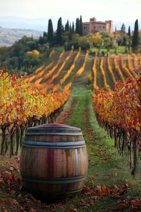 Tuscany Wine Tour, Tuscany Vineyard, Italy Countryside, Vineyard Art, Grape Vineyard, Tuscany Wine, Tuscany Landscape, Vineyard Tour, Wine Photography