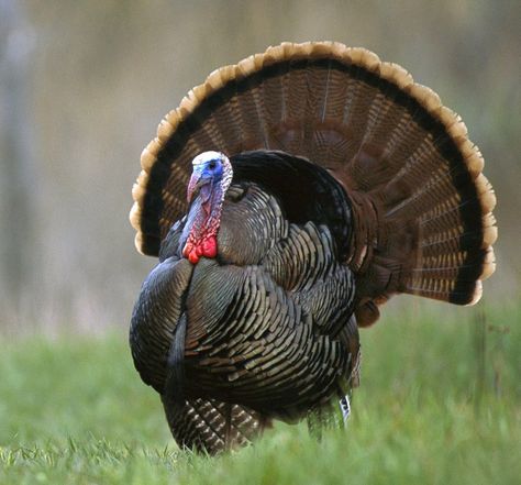 Wild Turkey - Male - latest sighting spreading his tail feathers on 5/16/15 - Clear Fork Farm, Whitley Co, KY Weird Animal Facts, Animal Facts Interesting, Turkey Bird, Happy Thanksgiving Turkey, Scary Facts, Tattoo Quotes For Women, Indian Chicken, Turkey Hunting, Wild Turkey