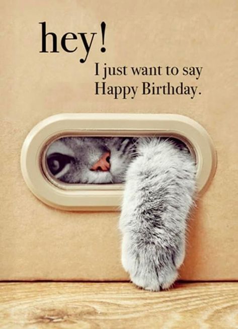 Bday Quotes, Happy Birthday Cat, Funny Happy Birthday Wishes, Birthday Memes, Birthday Greetings Friend, Happy Birthday Art, Happy Birthday Greetings Friends, Happy Birthday Quotes Funny, Birthday Wishes Messages