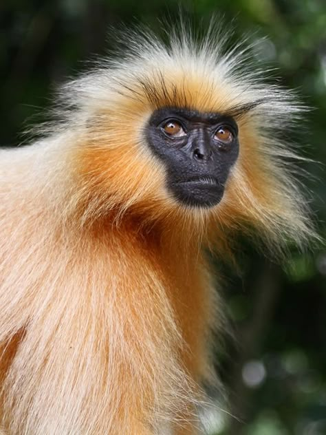 Gee’s Golden Langur (Trachypithecus geei), one of the most beautiful monkey species, is critically endangered in India. (Rajesh Nath) Golden Langur, Monkey Species, Types Of Monkeys, Monkey Pictures, Interesting Animals, Unusual Animals, Rare Animals, A Monkey, Monkey Business