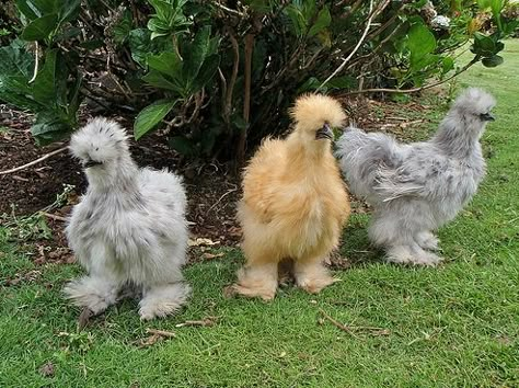 Twelve Utterly Bizarre Chicken Breeds | PetHelpful Silkie Bantam, Fluffy Chicken, Bantam Chickens, Silkie Chickens, Lambada, Chicken Breeds, Backyard Chickens, Chicken Coops, Raising Chickens