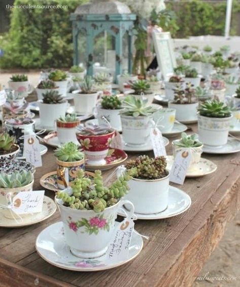 Wedding Succulents, Teacup Gardens, Succulent Favors, Succulent Wedding Favors, Succulent Gardening, Succulent Wedding, Vintage Teacups, Deco Floral, Tea Cups Vintage