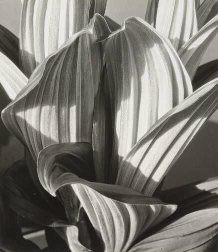 Imogen Cunningham. Glacial Lily. 1927 | MoMA Grete Stern, Straight Photography, Imogen Cunningham, Karl Blossfeldt, Simple Subject, Women Photographers, Botanical Photography, Eric Lafforgue, Detroit Institute Of Arts