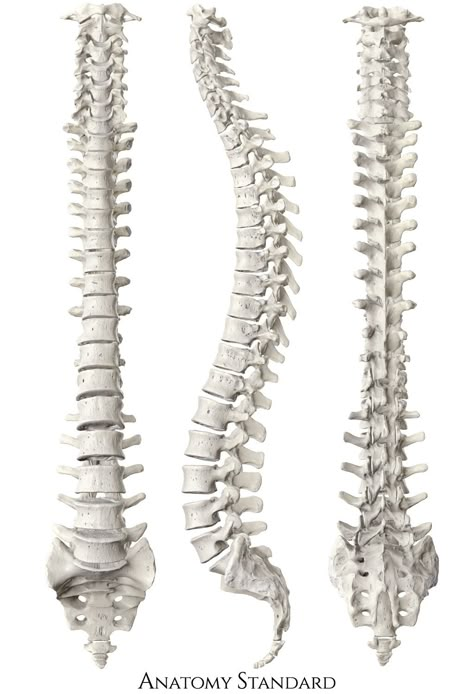 Spine Bones Anatomy, Diy Spine Model, Spine Art Reference, Human Spine Anatomy, Human Spine Drawing, Anatomy Bones Drawing, Spine Side View, Spine Reference, Spine Sculpture