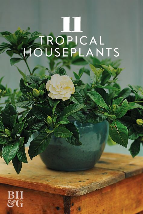 Tropical House Plants Indoor, Plants Without Sunlight, Fragrant Indoor Plants, Plants Ideas Indoor, Cuban Oregano, Tropical Plants Indoor, Indoor Plants For Beginners, Tropical Houseplants, Tropical Indoor Plants