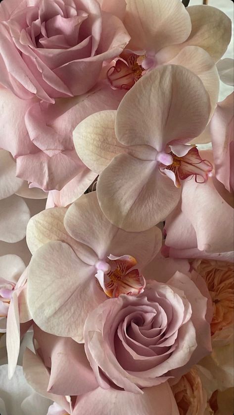 Pink Orchids Aesthetic, Orchids Aesthetic, Feminine Wallpaper, Girly Wallpaper, Look Wallpaper, Baby Pink Aesthetic, Coquette Pink, Nothing But Flowers, Flower Therapy