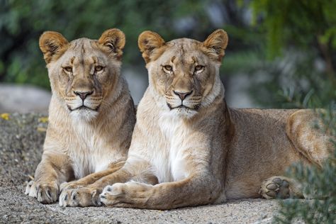 Two Lions, Lions Couple, Two Lionesses, Lioness Images, Lion And Lioness Photography, Lioness And Her Cubs, Lioness And Two Cubs, Lion Kissing Lioness, Big Cat Species